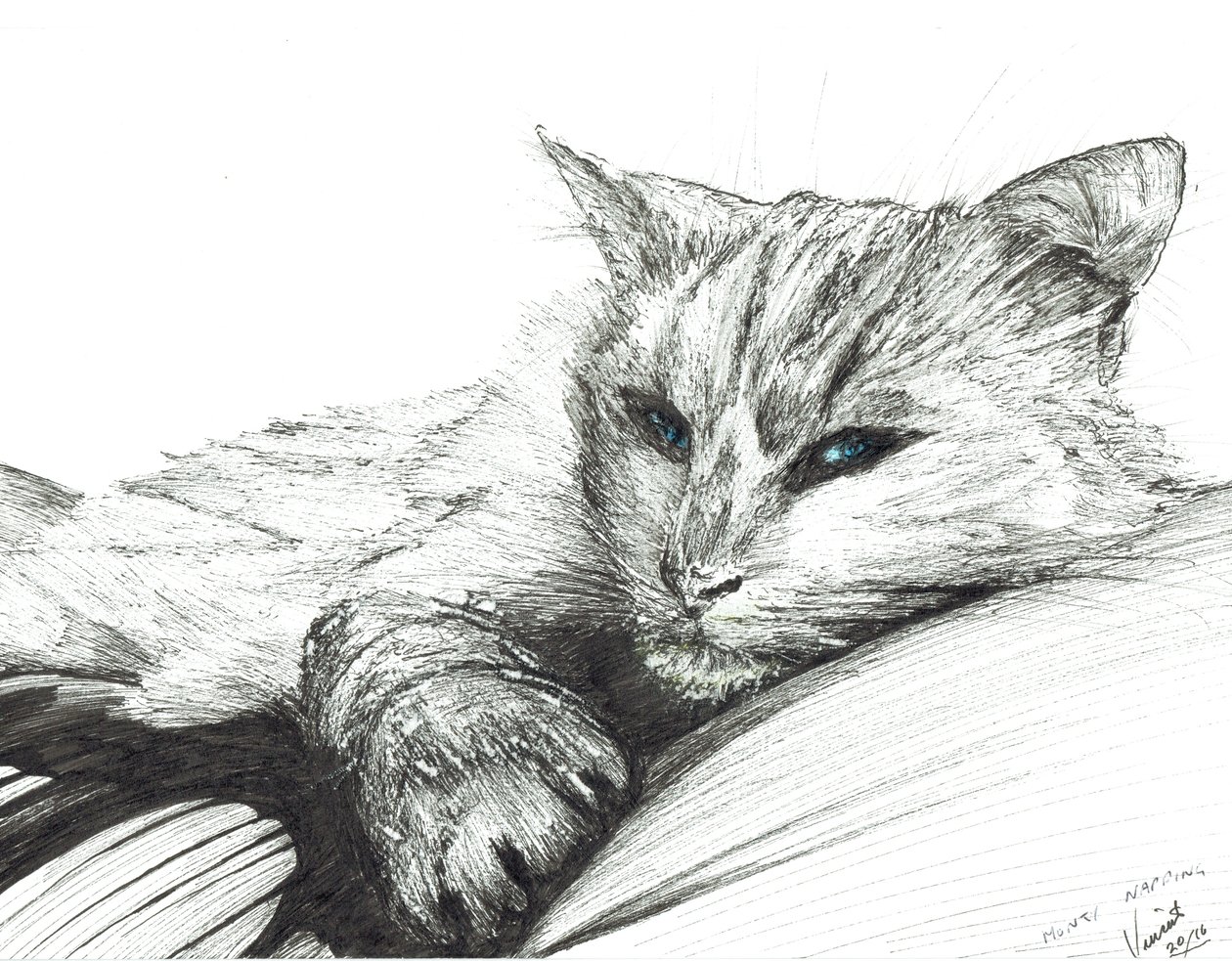 Monty, päiväunet, 2016, (muste paperille) tekijältä Vincent Alexander Booth