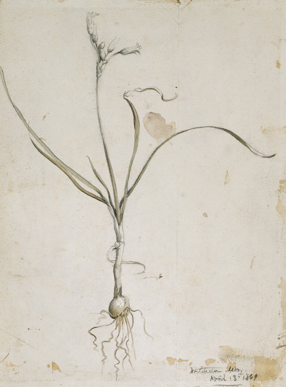 Flower and Bulb, Wichita Mts. 13. huhtikuuta 1869 1869 (akvarelli ja kynä) tekijältä Vincent Colyer