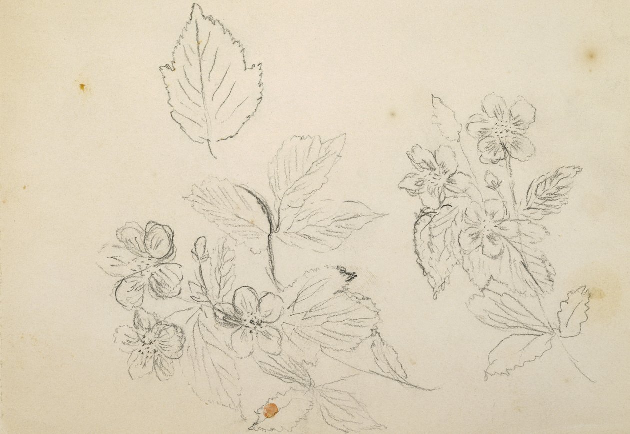 Recto: Flower Study, 1869-1871 tekijältä Vincent Colyer