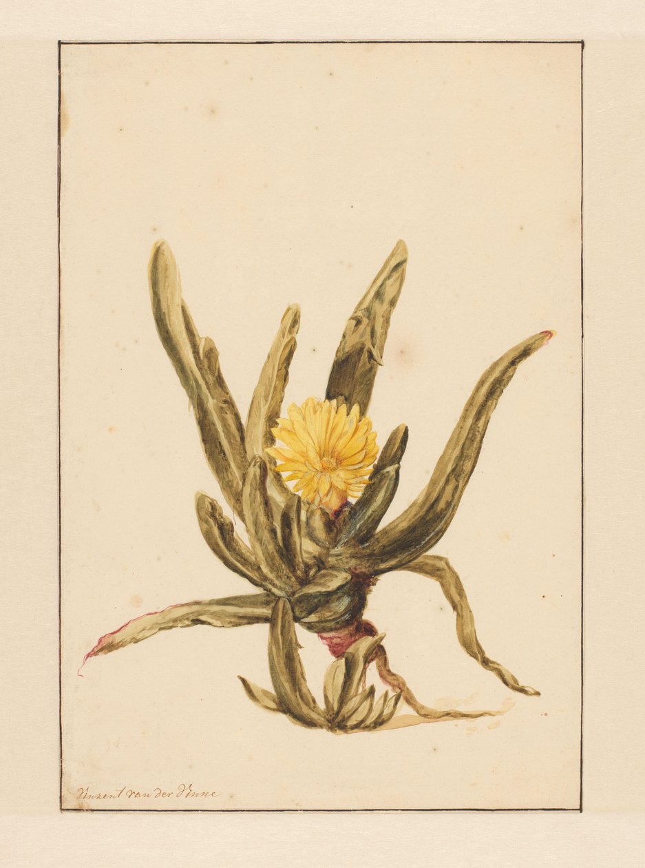 Icewort keltaisilla kukilla (otsikko esineessä) tekijältä Vincent Jansz. van der Vinne