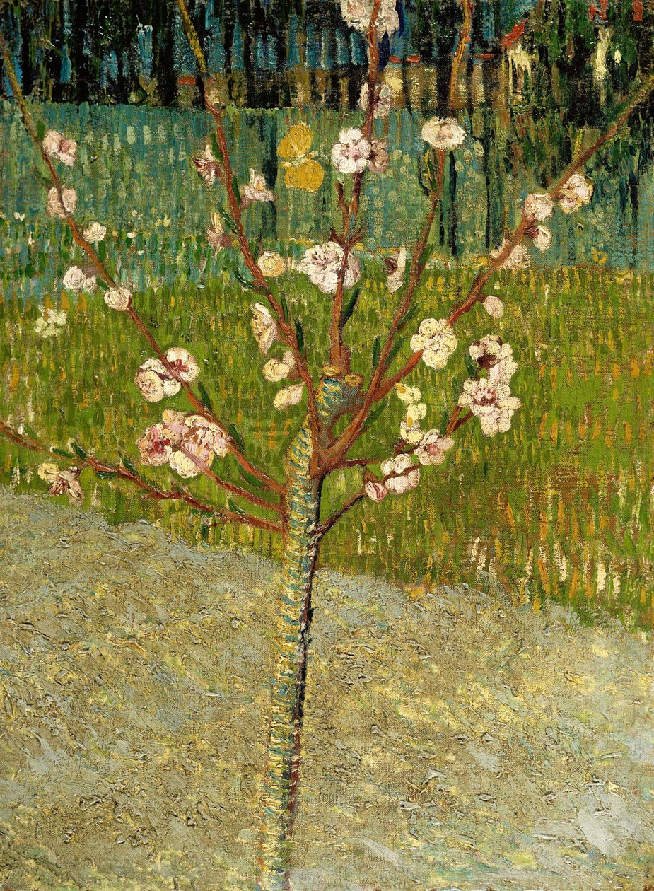Mantelipuu kukkii, 1888 tekijältä Vincent van Gogh