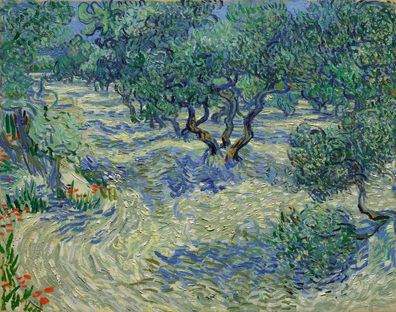 Oliivipuita / Oliivilehto tekijältä Vincent van Gogh