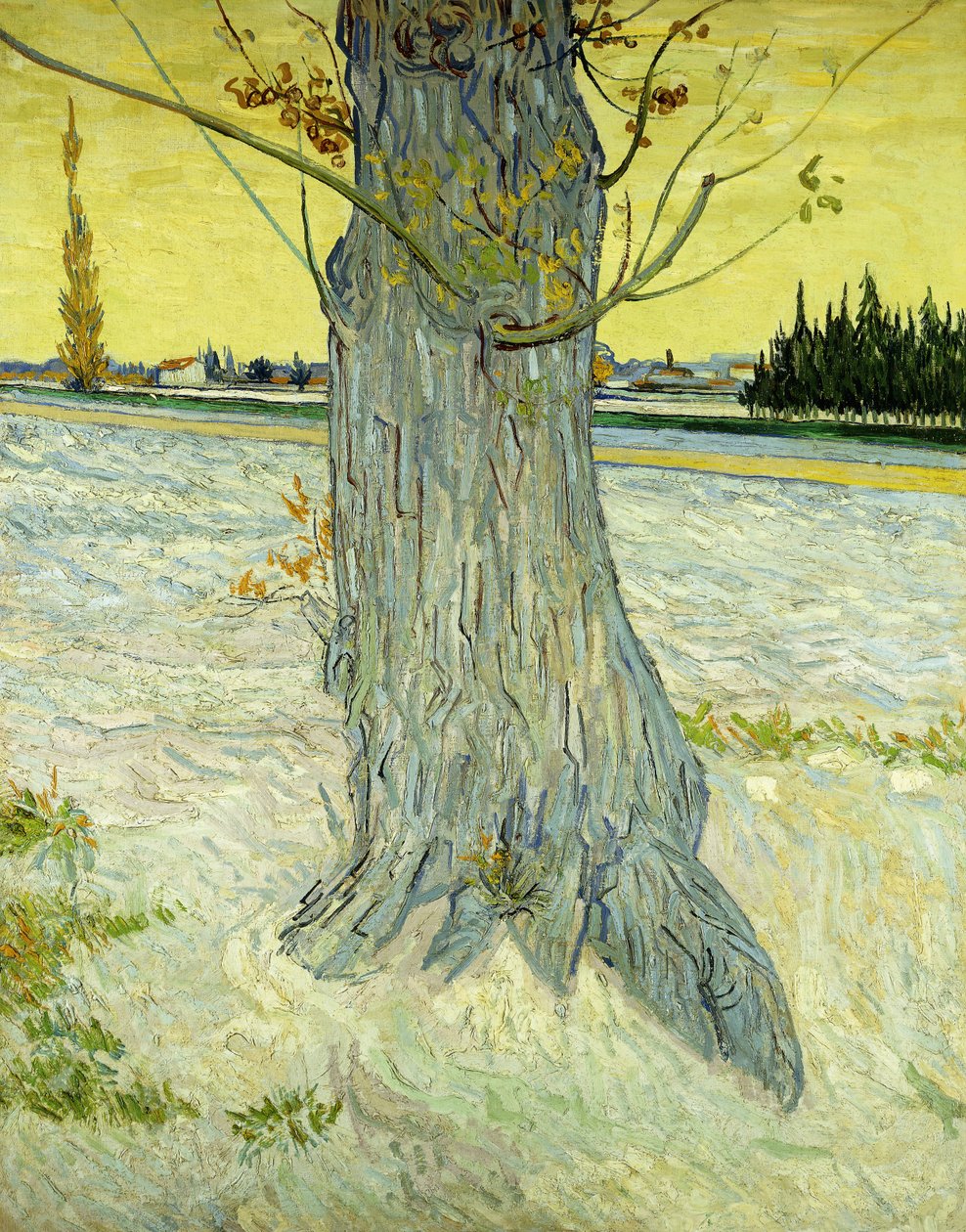 Vanha puu; Le Vieil If tekijältä Vincent van Gogh