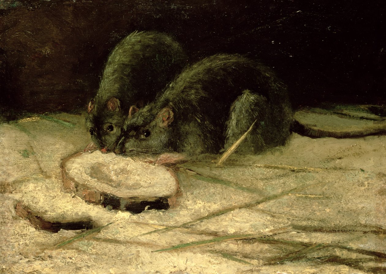 Kaksi rotta, noin 1884 tekijältä Vincent van Gogh