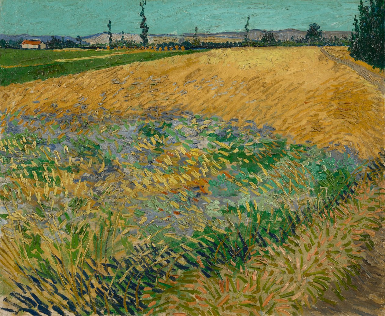 Wheatfield tekijältä Vincent van Gogh