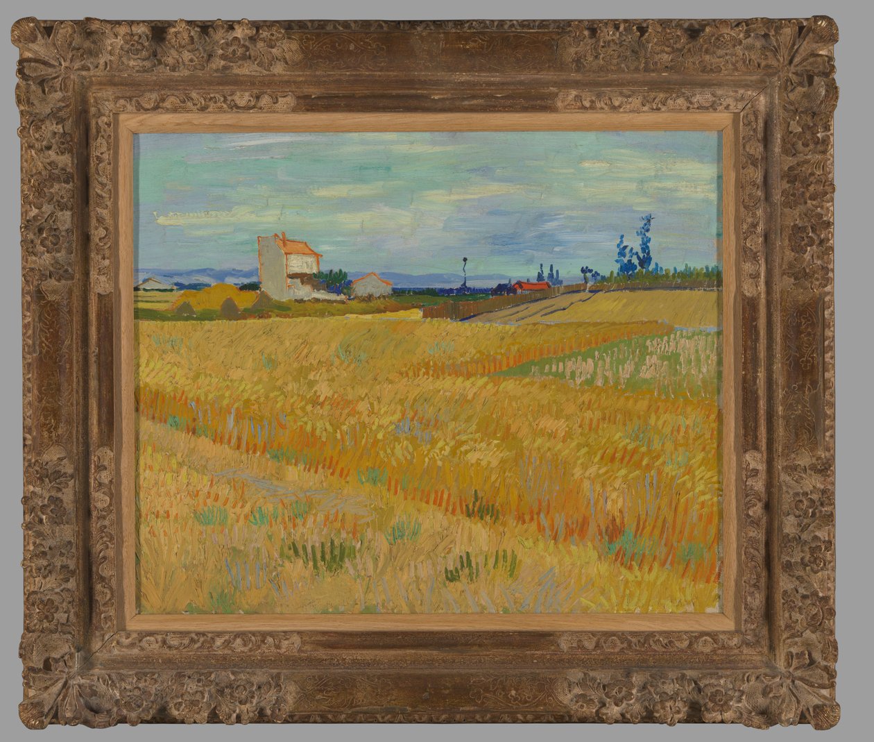 Vehnäpelto tekijältä Vincent van Gogh