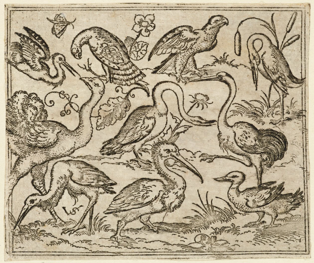 Strutsi vasemmalla yhdeksän muun linnun kanssa, mukaan lukien haikara ja pelikaani..., 1557. tekijältä Virgil Solis