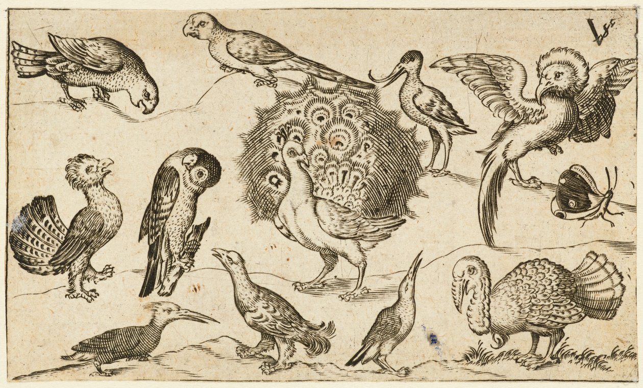 Riikinkukko keskellä yhdeksän muuta lintua, mukaan lukien kalkkuna ja perhonen..., 1572. tekijältä Virgil Solis