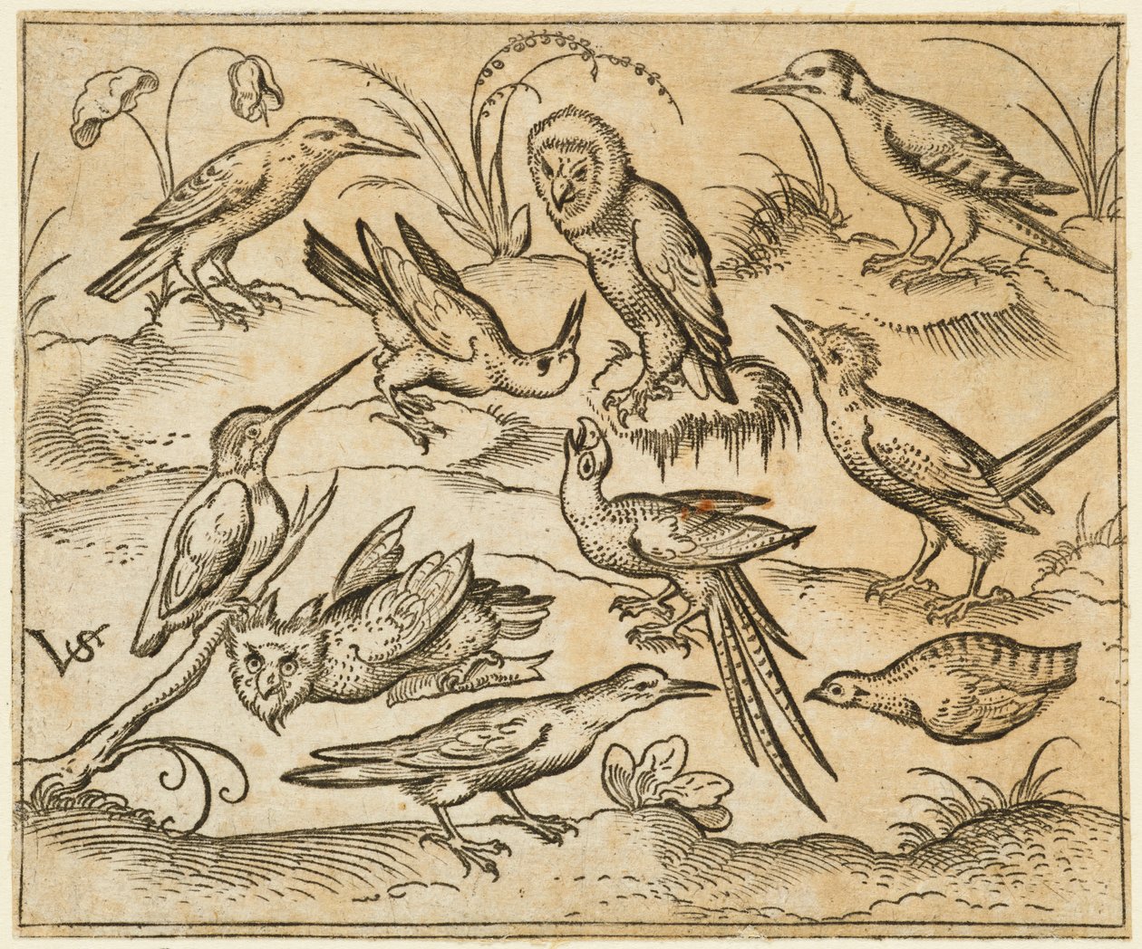 Kymmenen lintua istumassa oksilla ja ruohopaikoilla, mukaan lukien kaksi pöllöä ja lintu..., 1557. tekijältä Virgil Solis