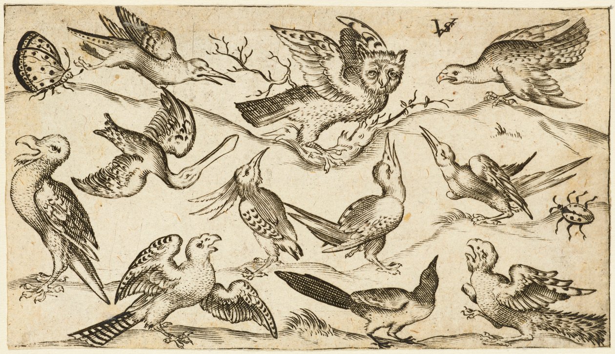 Yksitoista lintua ja kaksi hyönteistä minimaalisella alustalla pöllö, jonka siivet on ojennettuna, istuu oksalla keskellä muiden lintujen ympärillä ja kiusoi pöllöä, Douce Ornament Prints Album I -albumista vuodelta 1572 (kaiverrus paperille) tekijältä Virgilius the elder (after) Solis