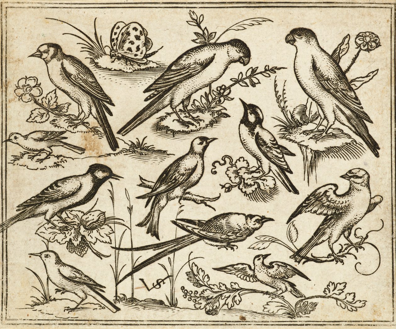 Yksitoista lintua istumassa kukkivien lehtien ja pienten oksien päällä perhonen kanssa, Douce Ornament Prints Album I tekijältä Virgilius the elder (after) Solis