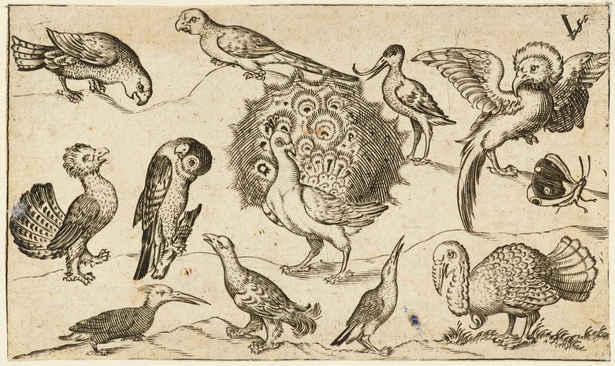 Riikinkukko keskellä yhdeksän muuta lintua, mukaan lukien kalkkuna, ja perhonen minimaalisella maaperällä, jossa on pieni ruohopaikka, Douce Ornament Prints Album I:stä tekijältä Virgilius the elder (after) Solis