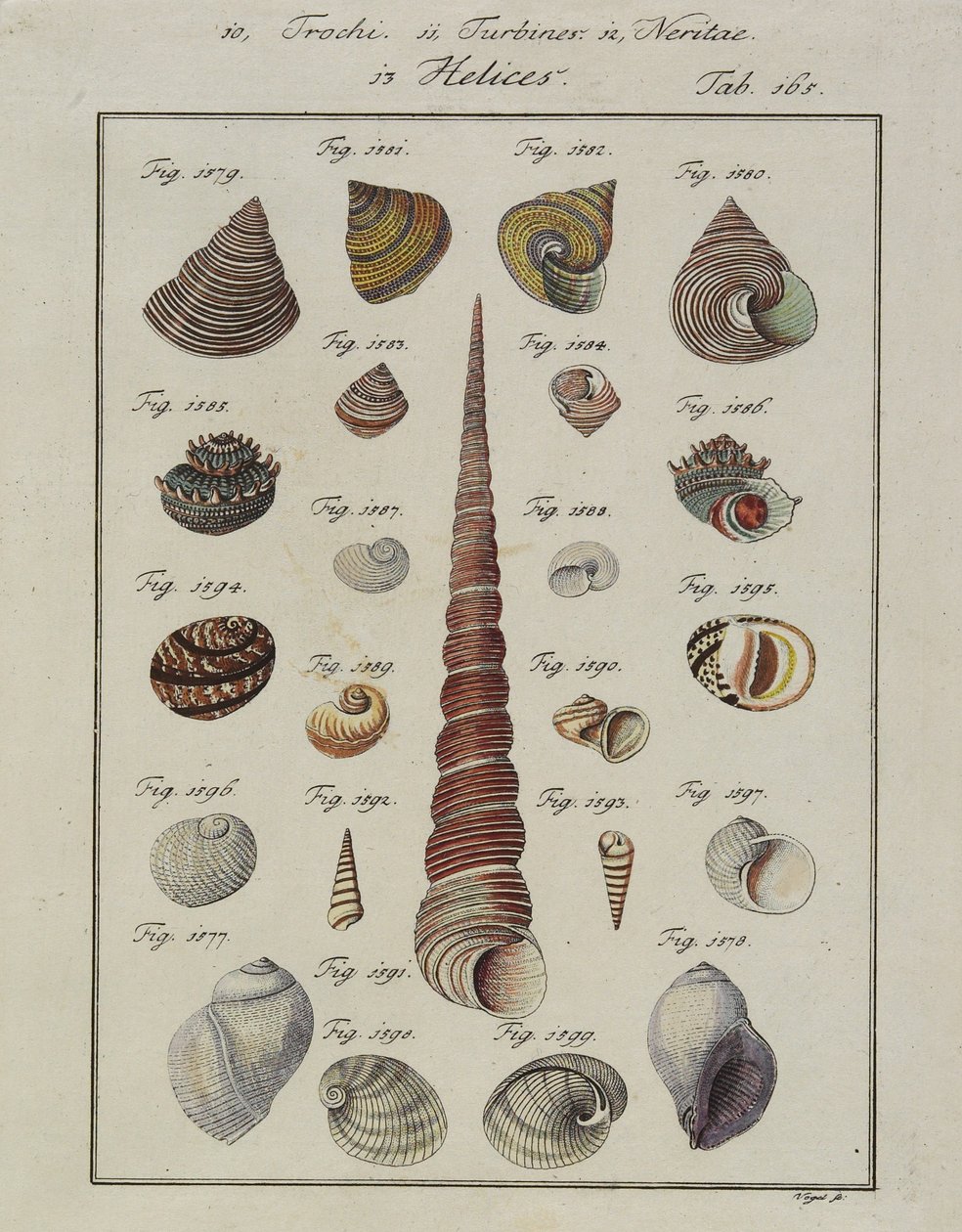 Simpukat: Neues Systematisches Conchylien-Cabinet, 1784 (käsin värjätty etsaus ja kaiverrus). tekijältä Vogel