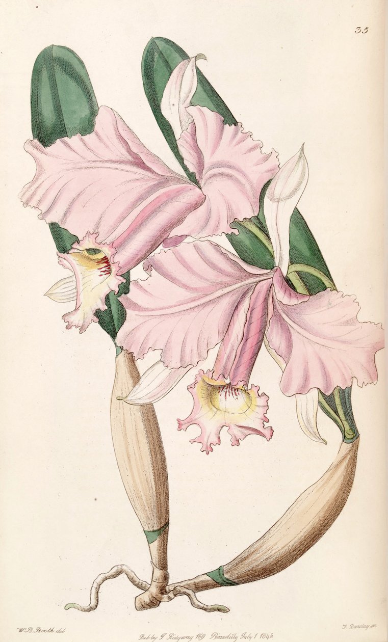 Cattleya labiata (synonyymi Cattleya lemoniana) tekijältä W. B. Booth