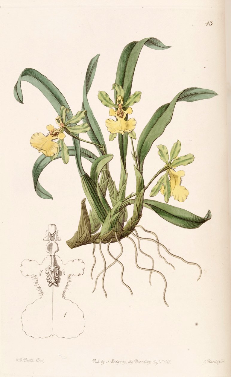 Oncidium uniflorum tekijältä W. B. Booth
