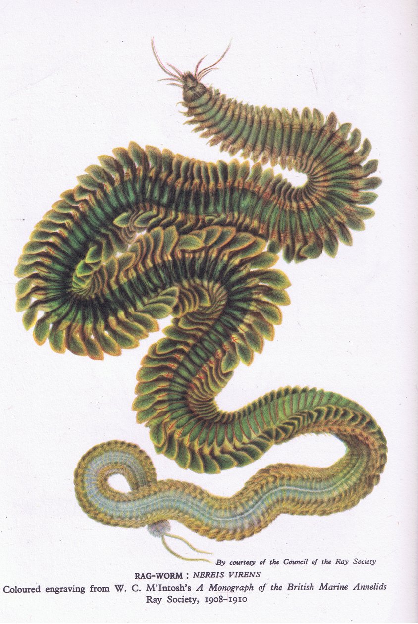 Ragworm, Nature in Britain, julkaisija Collins, 1946 tekijältä W. C. McIntosh