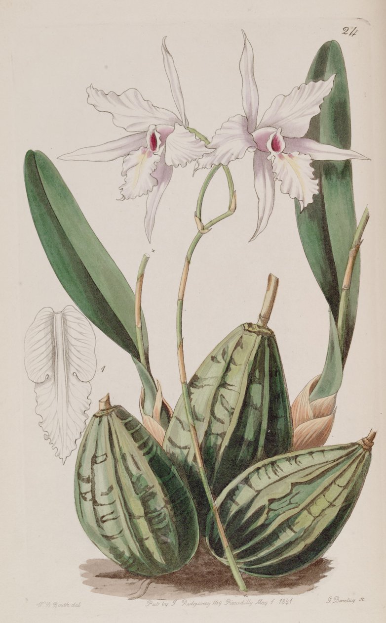 Laelia rubescens (syn. Laelia acuminata) tekijältä W. J. Booth