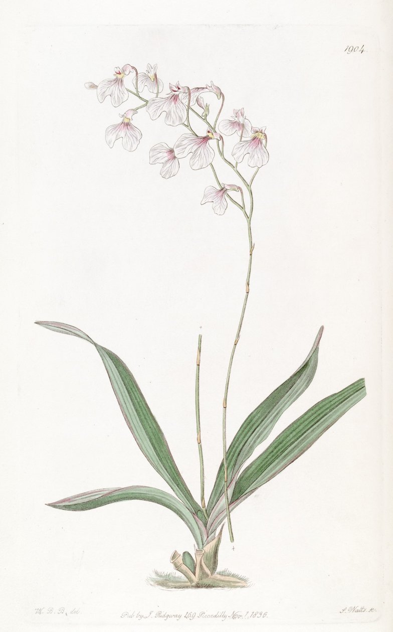 Ionopsis utricularioides_ tekijältä W.B.B.