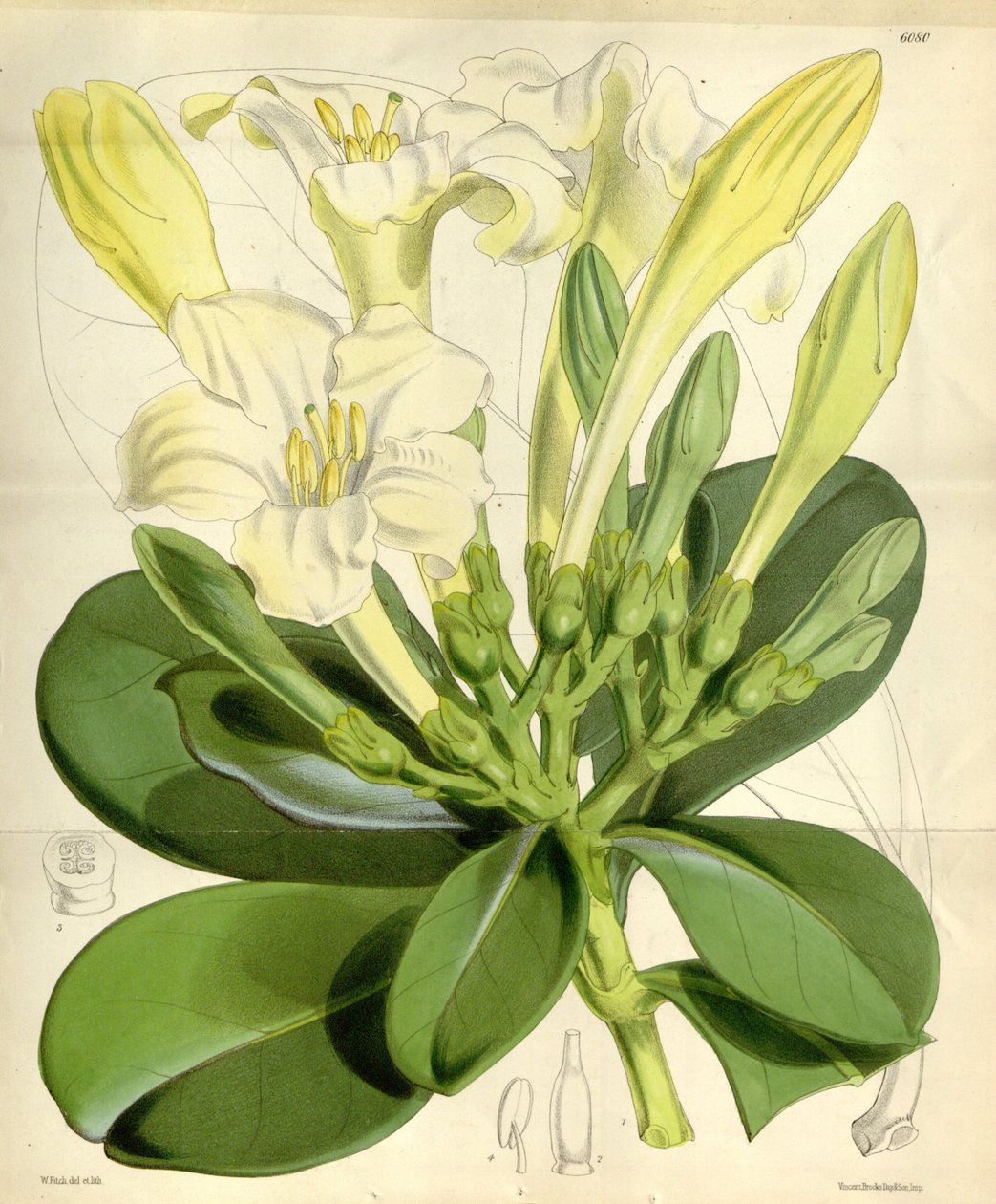 Fagraea ceilanica tekijältä W.H. Fitch