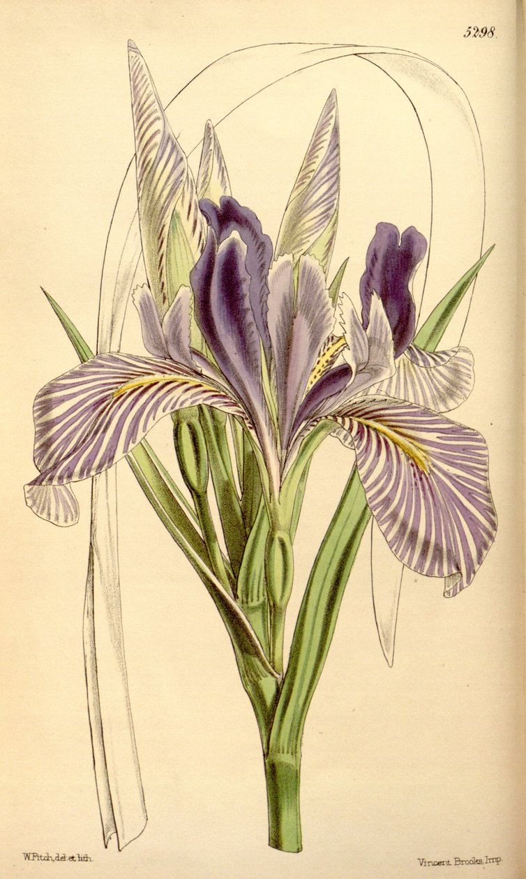 Iris longipetala tekijältä W.J.Hooker