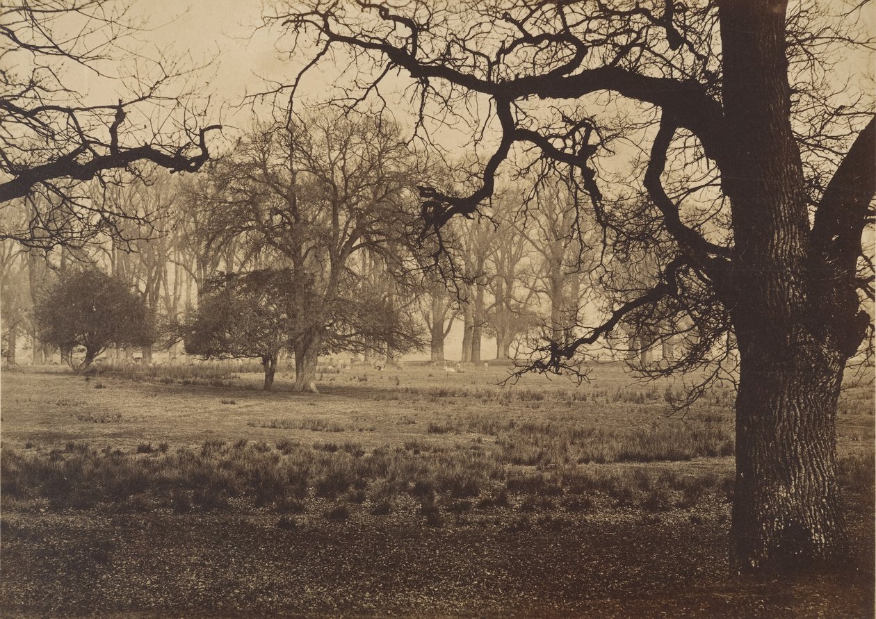 Windsor Park, Deer Feeding, 1850-luku. tekijältä W. H. Nicholl