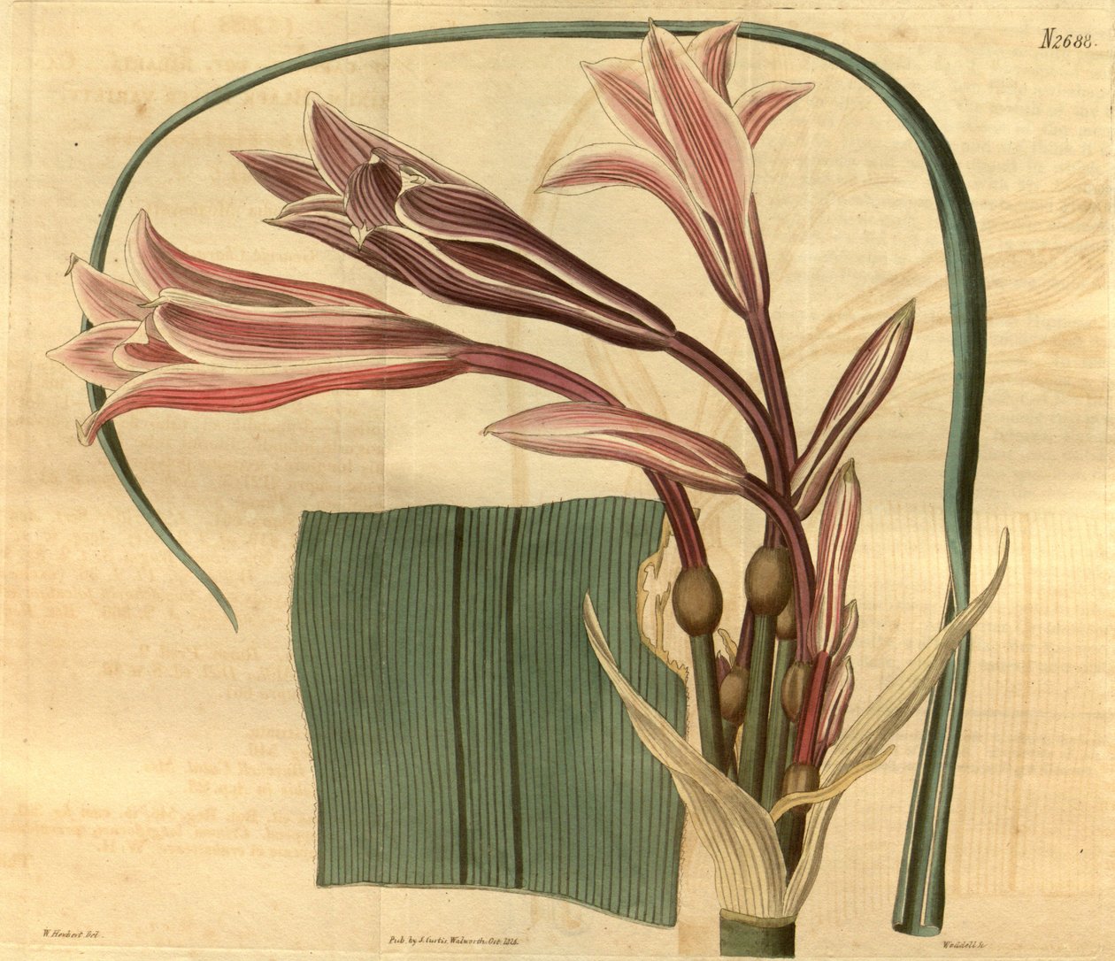 Crinum bulbispermum tekijältä W. Herbert