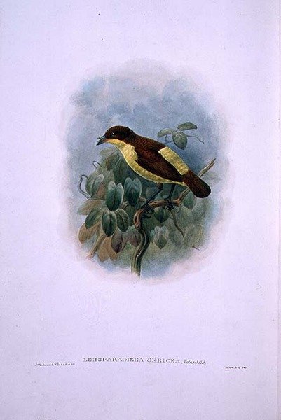 Loboparadisea serica, Waterbilled Bird of Paradise (väri litho) tekijältä W. and Keulemans J.G. Hart
