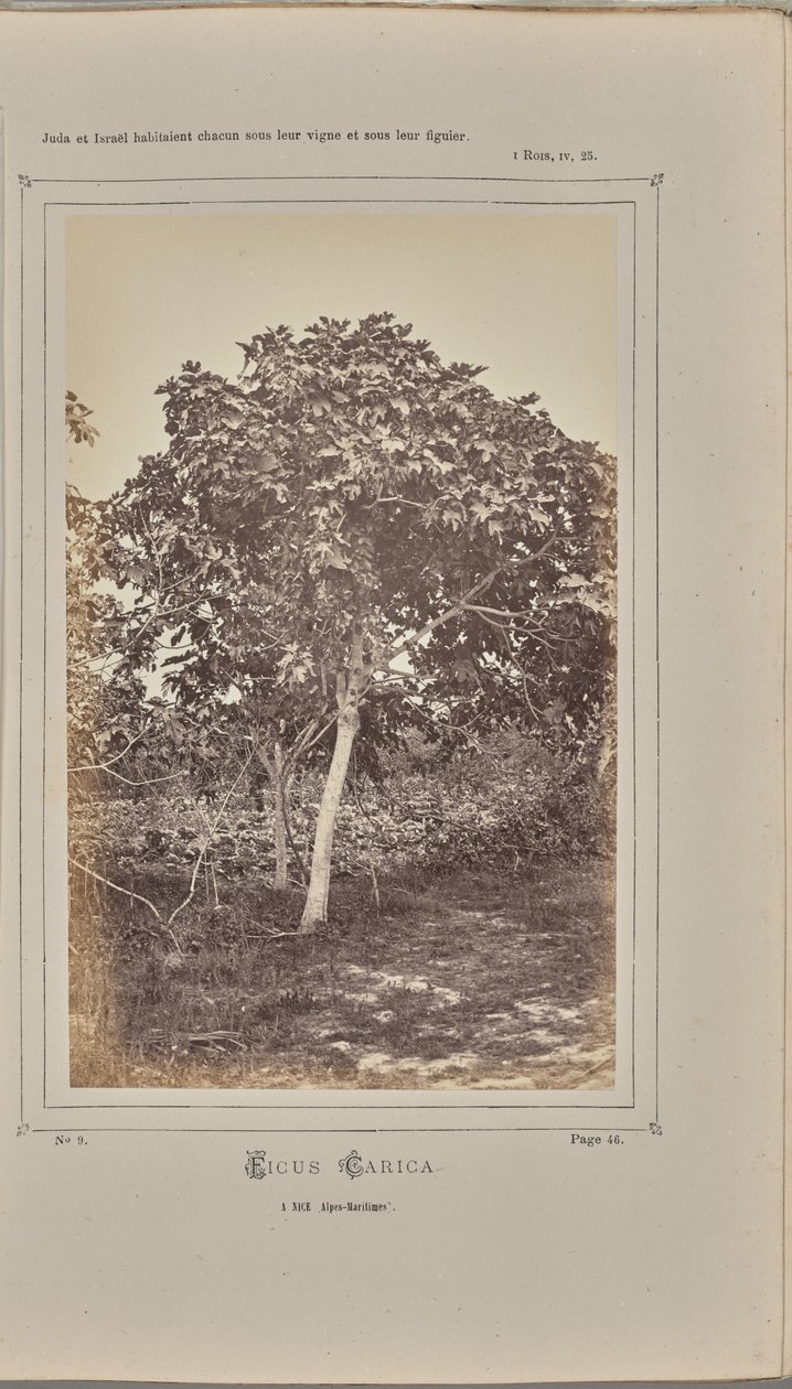Ficus carica, Nizzassa (Alpes-Maritimes). tekijältä W. de Bray