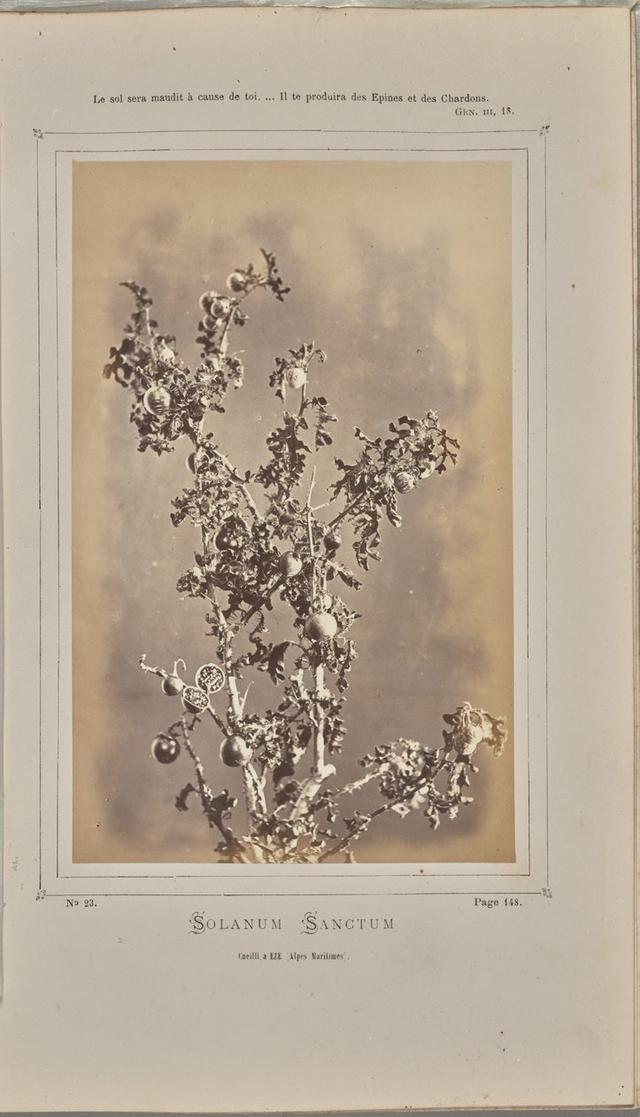 Solanum sanctum, cuelli Èzessä (Alpes-Maritimes). tekijältä W. de Bray