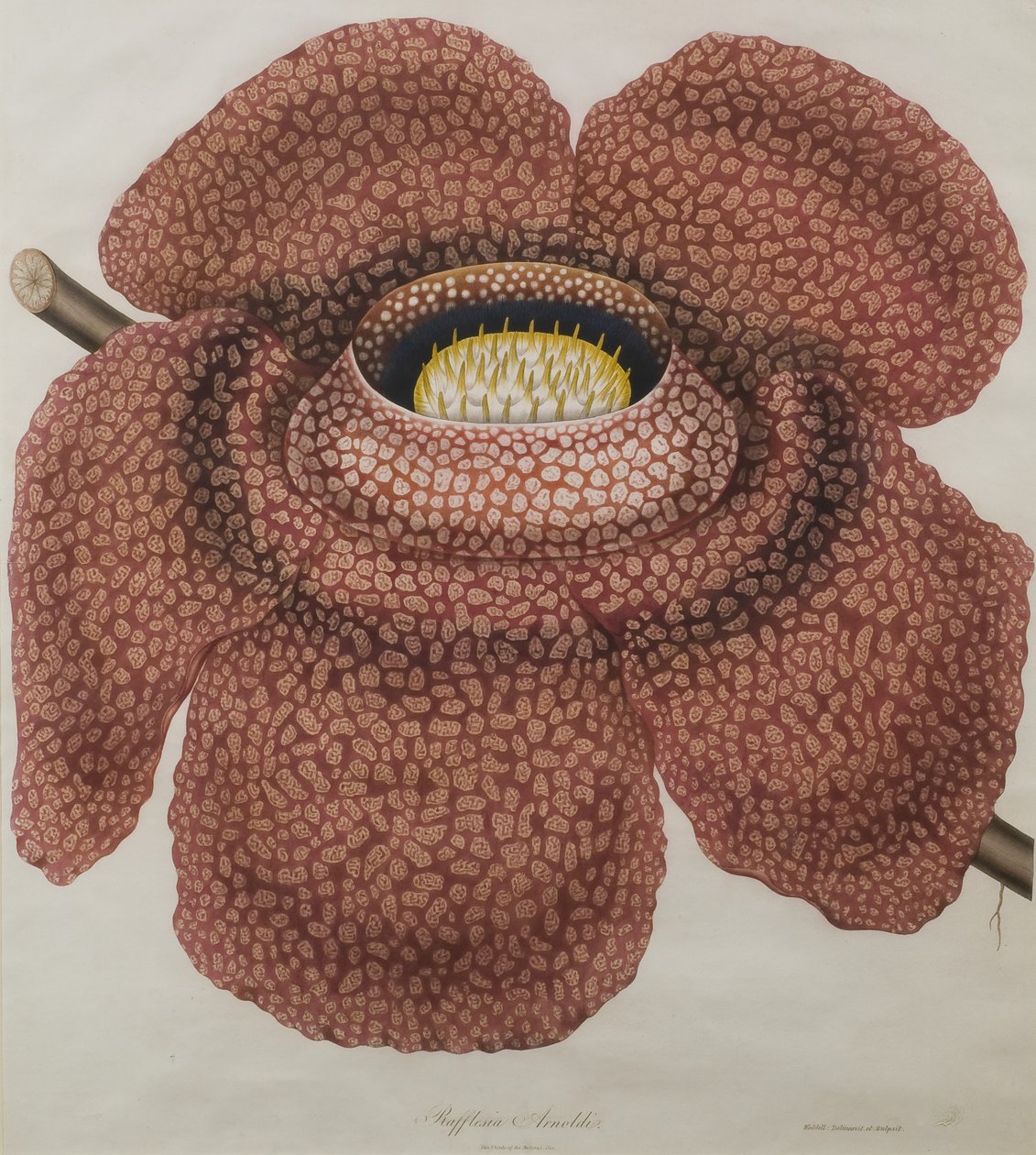 Rafflesia arnoldiin kukka tekijältä Waldell