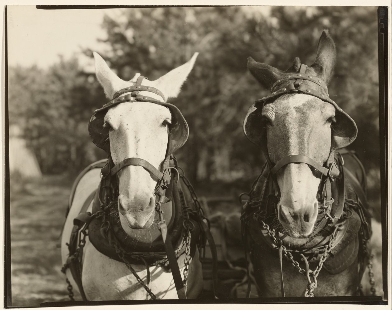 [Kaksi muulia, Hale County, Alabama] tekijältä Walker Evans