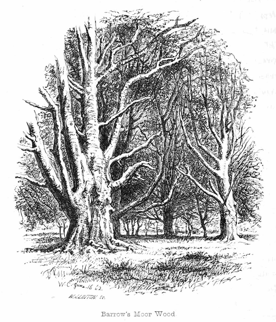 Barrows Moor Wood tekijältä Walter Crane