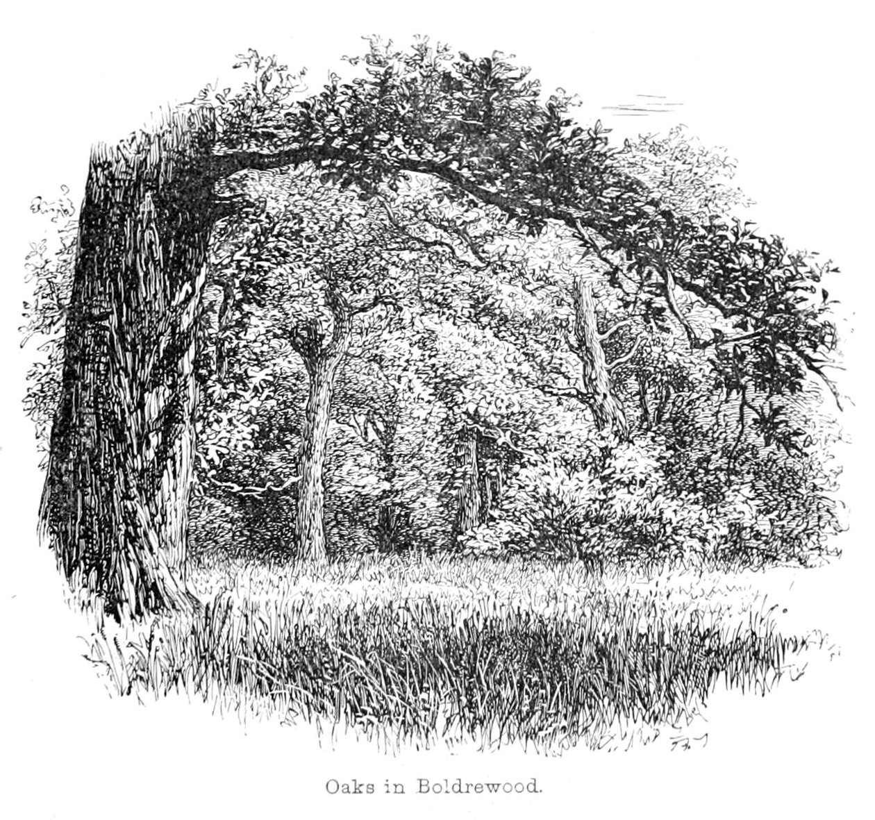Oaks Boldrewoodissa tekijältä Walter Crane