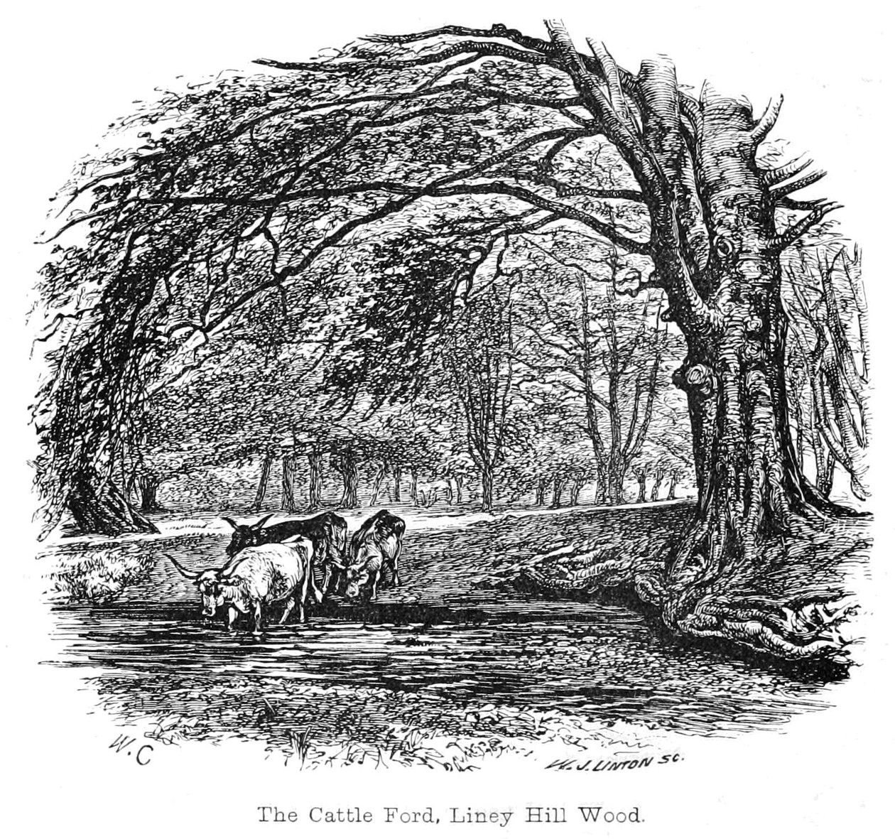 Karja Ford, Liney Hill Wood tekijältä Walter Crane