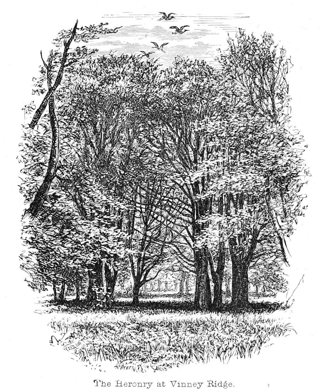 Heronry Vinney Ridgessä tekijältä Walter Crane