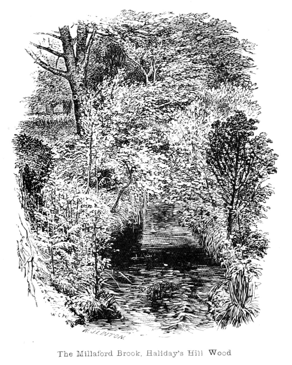 Millaford Brook, Halidays Hill Wood tekijältä Walter Crane