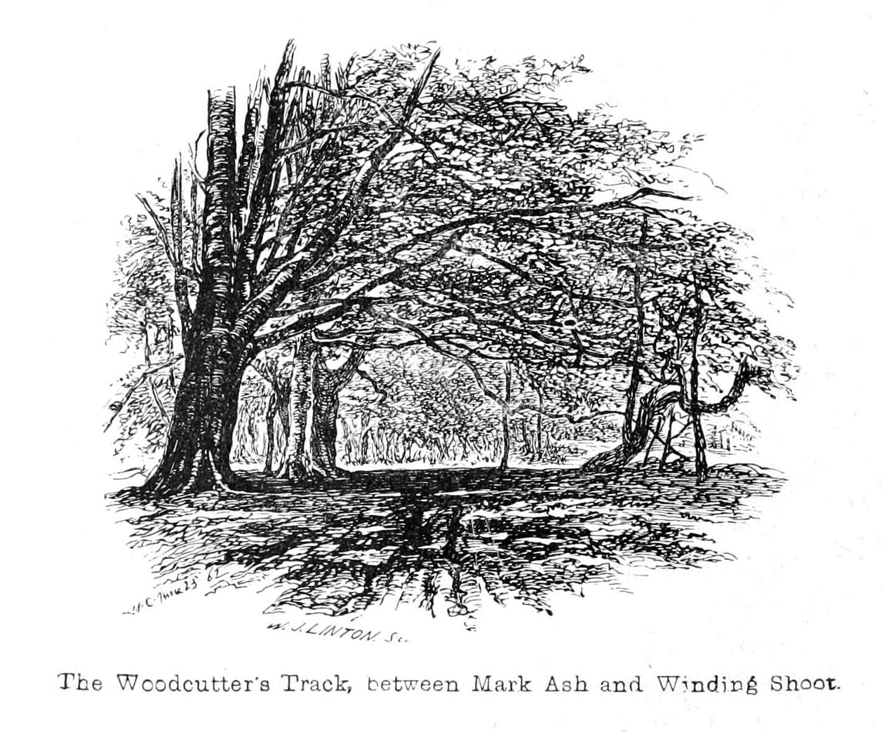 Woodcutters Track, Mark Ashin ja Winding Shootin välillä tekijältä Walter Crane
