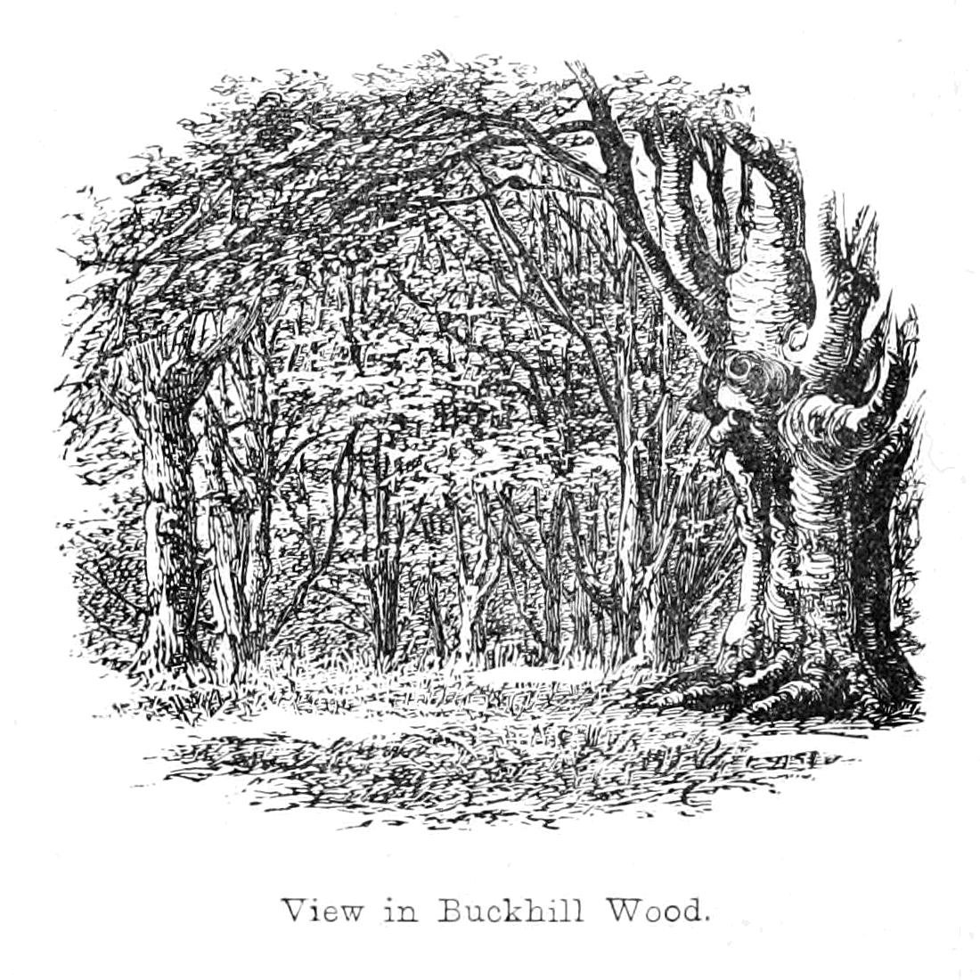 Näkymä Buckhill Woodissa tekijältä Walter Crane