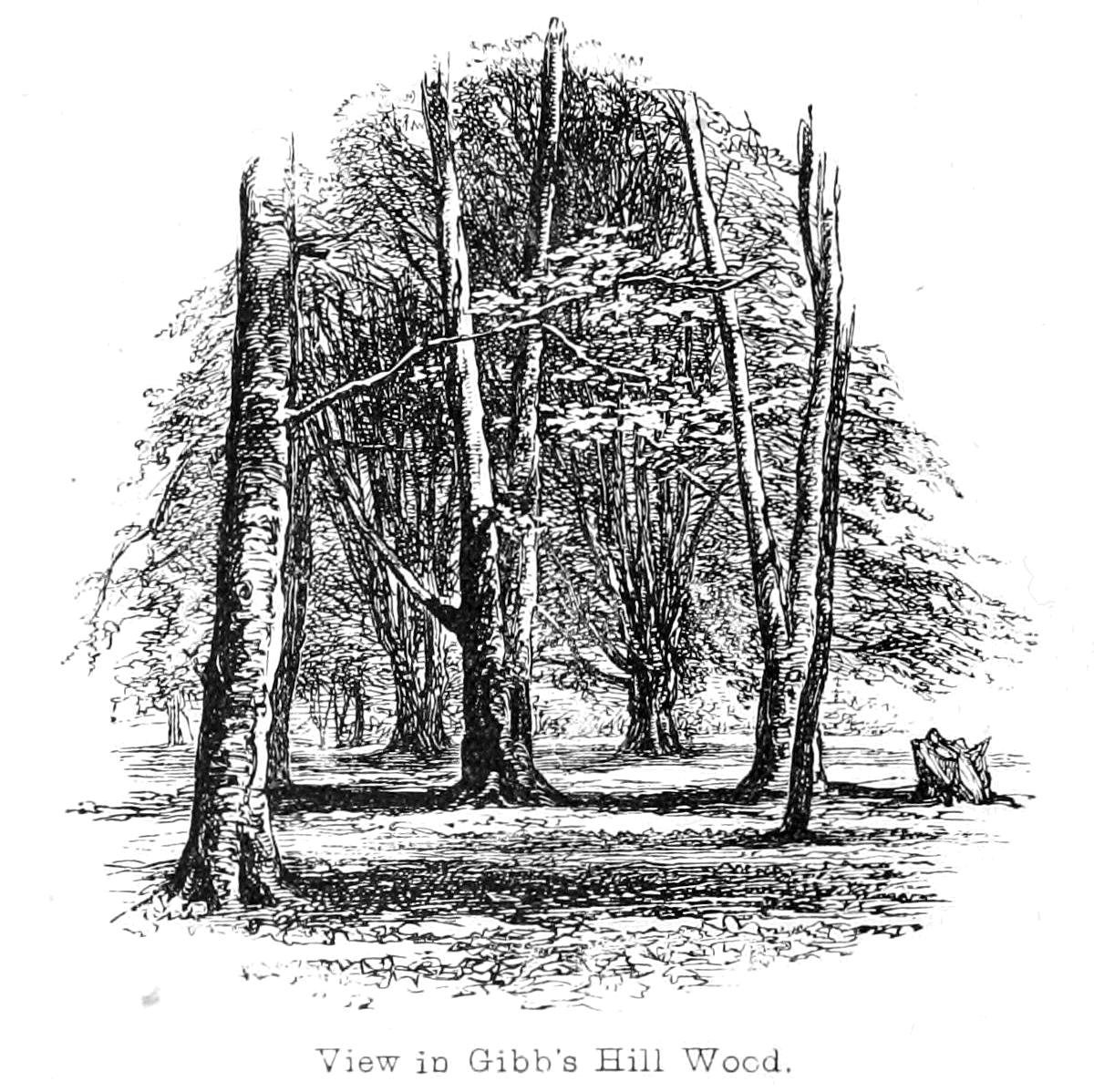 Näkymä Gibbs Hill Woodissa tekijältä Walter Crane