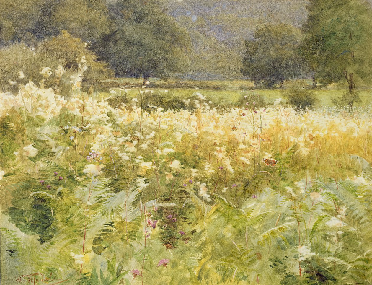 Meadowsweet (wc paperilla) tekijältä Walter Frederick Roofe Tyndale