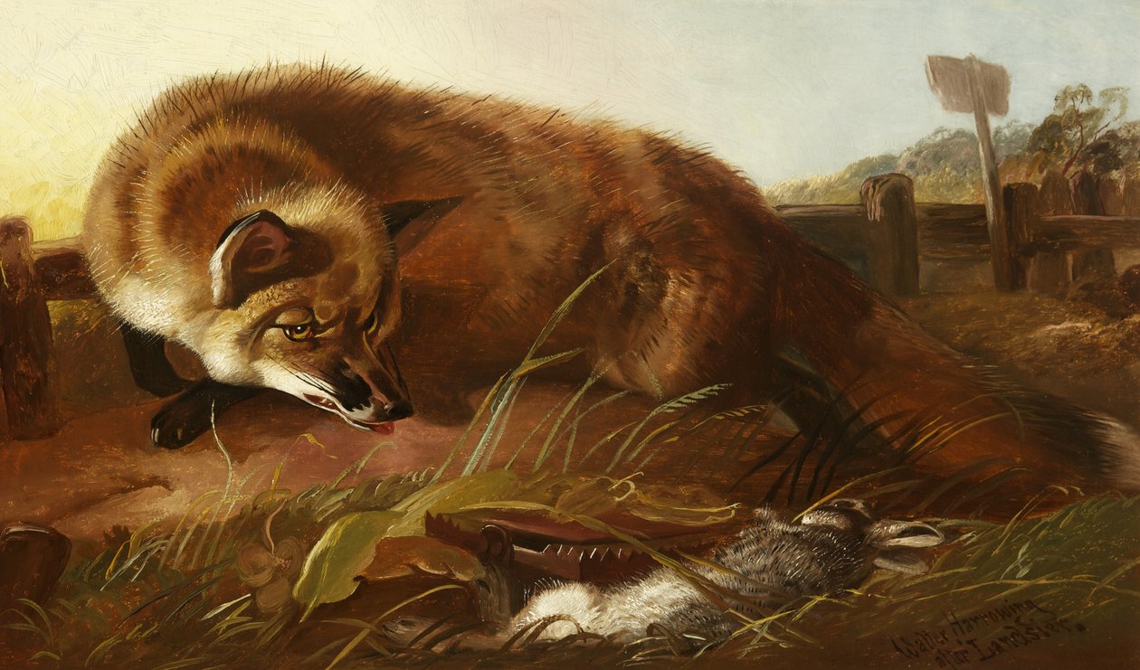 Fox, n. 1880 tekijältä Walter Harrowing