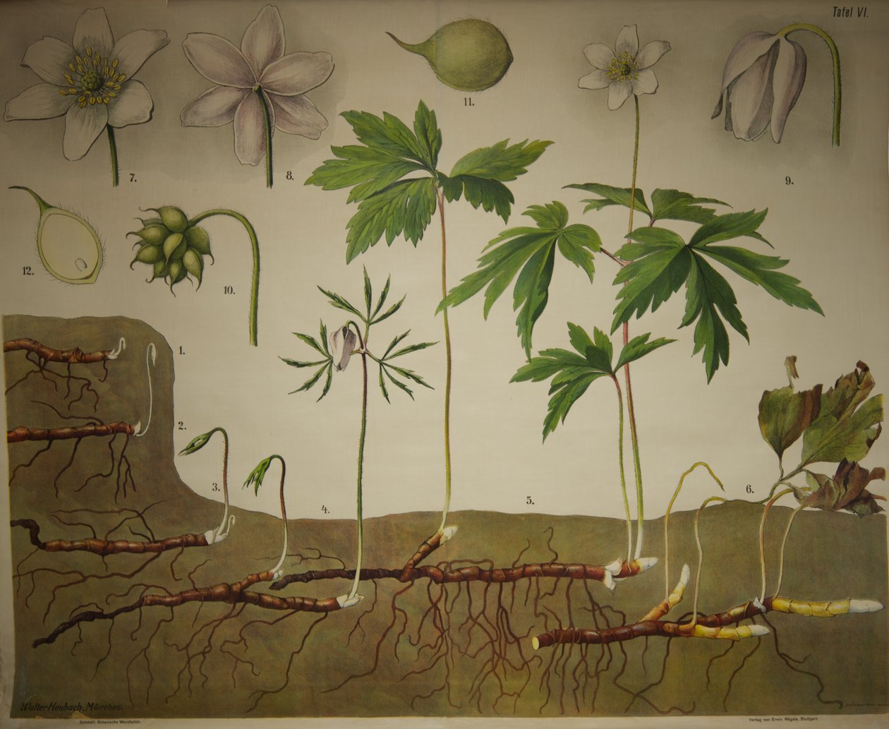 Schmeils Botanische Wandtafeln Anatomische Reihe tekijältä Walter Heubach
