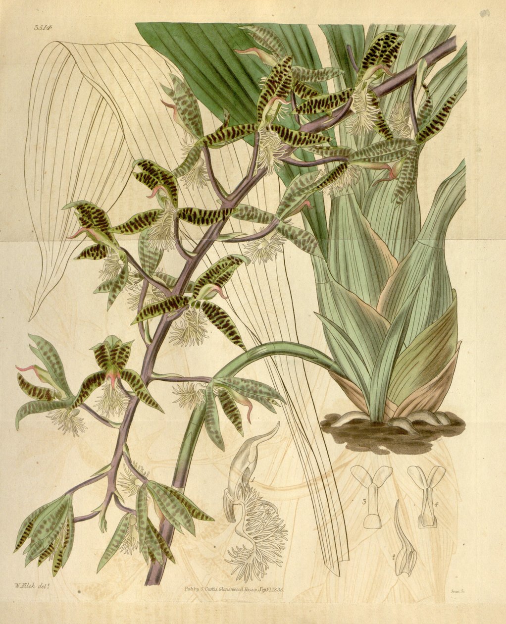 Kuva Catasetum barbatum (synonyymi Myanthus barbatus). tekijältä Walter Hood Fitch