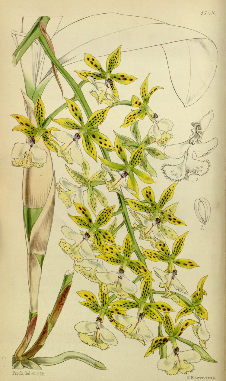 Kuva Epidendrum stamfordianumista tekijältä Walter Hood Fitch