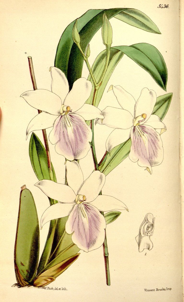 Kuva Miltonia regnellii tekijältä Walter Hood Fitch