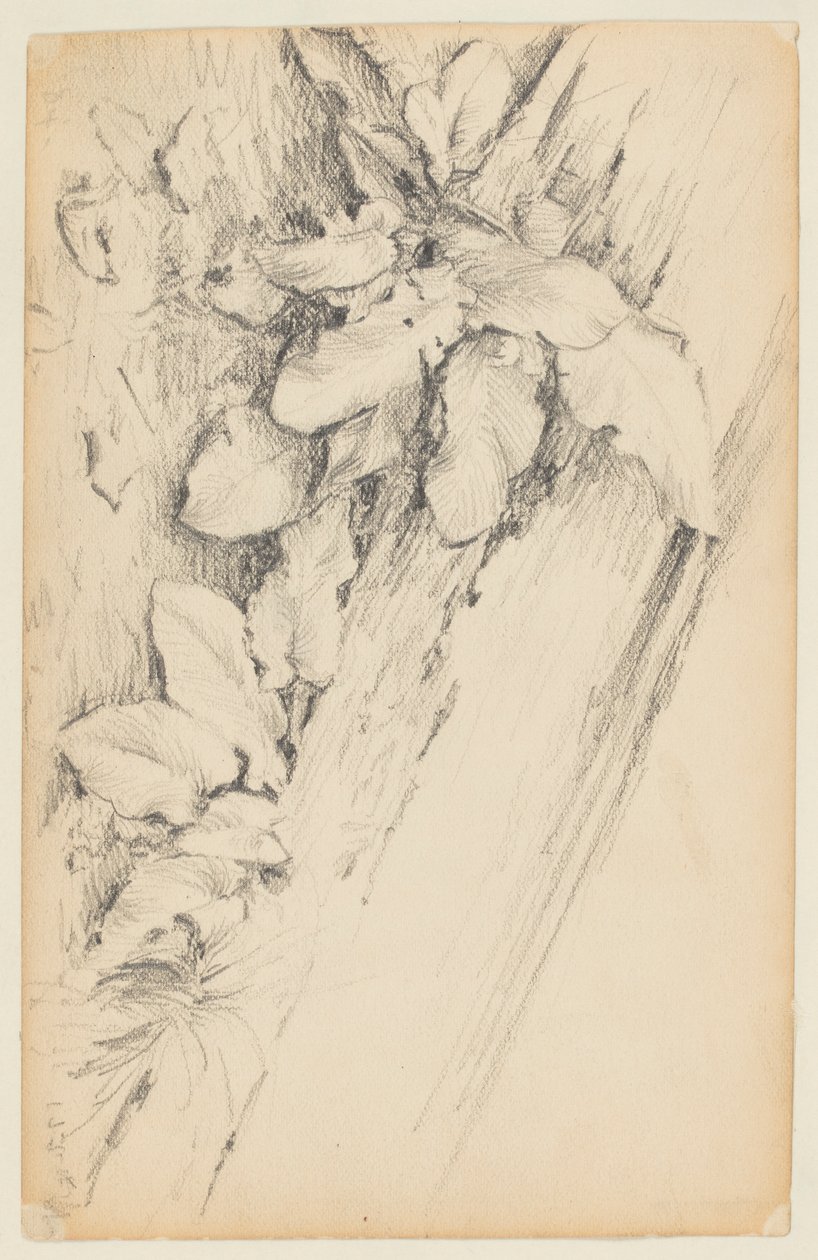 Study of Plants and Rotten Tree Trunk, 155th Street tekijältä Walter Clark