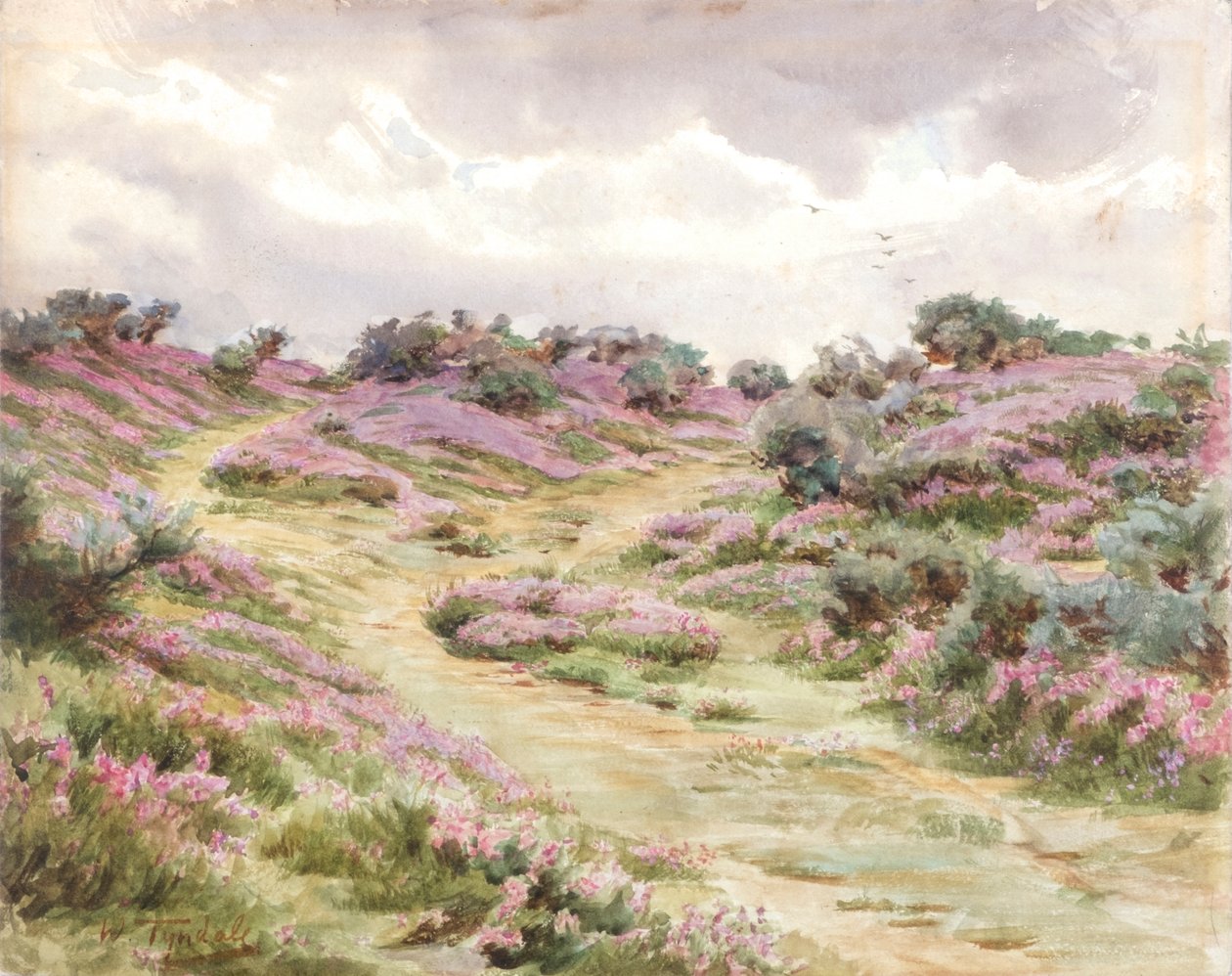 Bell Heather on Setley Plain (akvarelli) tekijältä Walter Frederick Roofe Tyndale