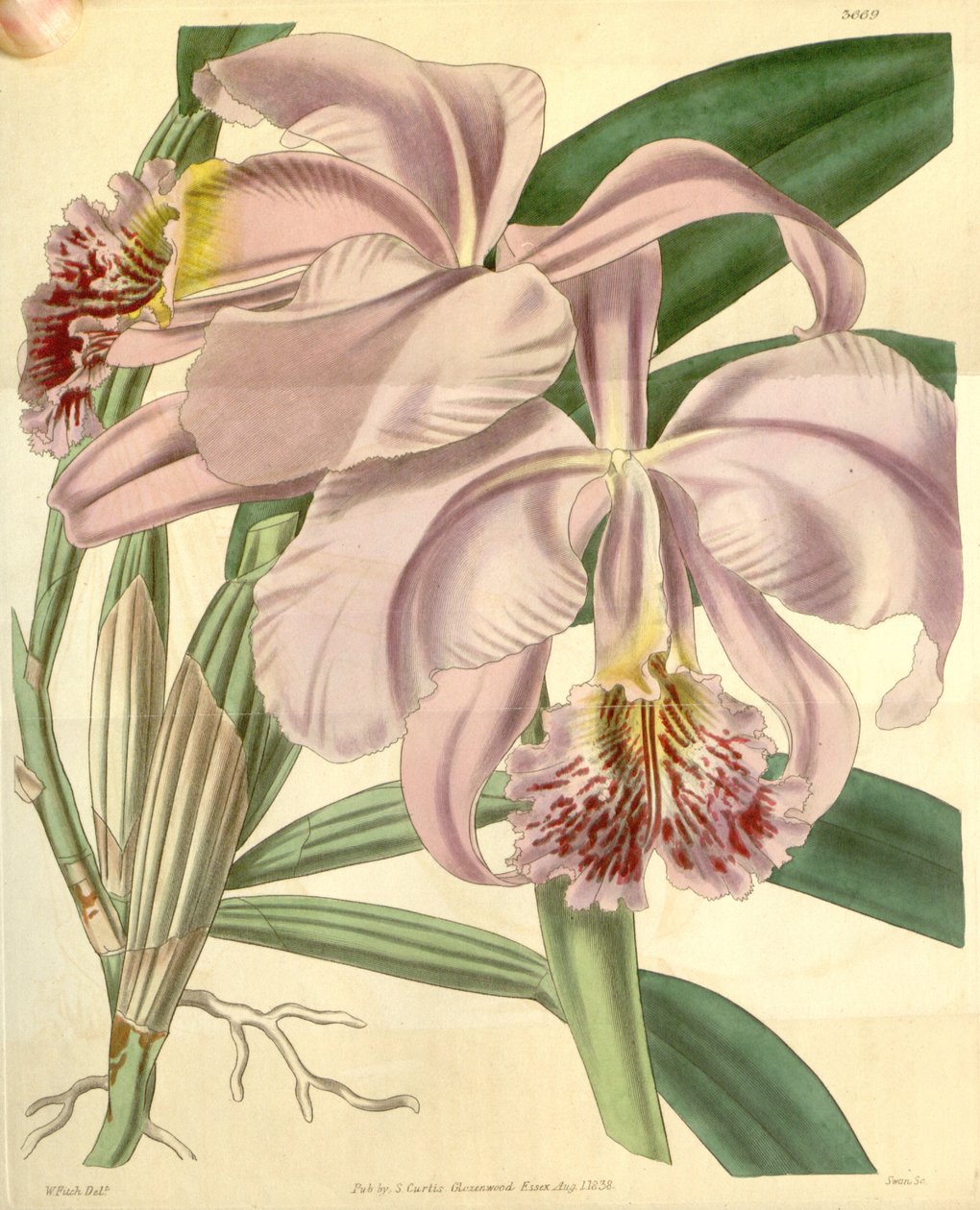 Cattleya mossiae tekijältä Walter Hood Fitch