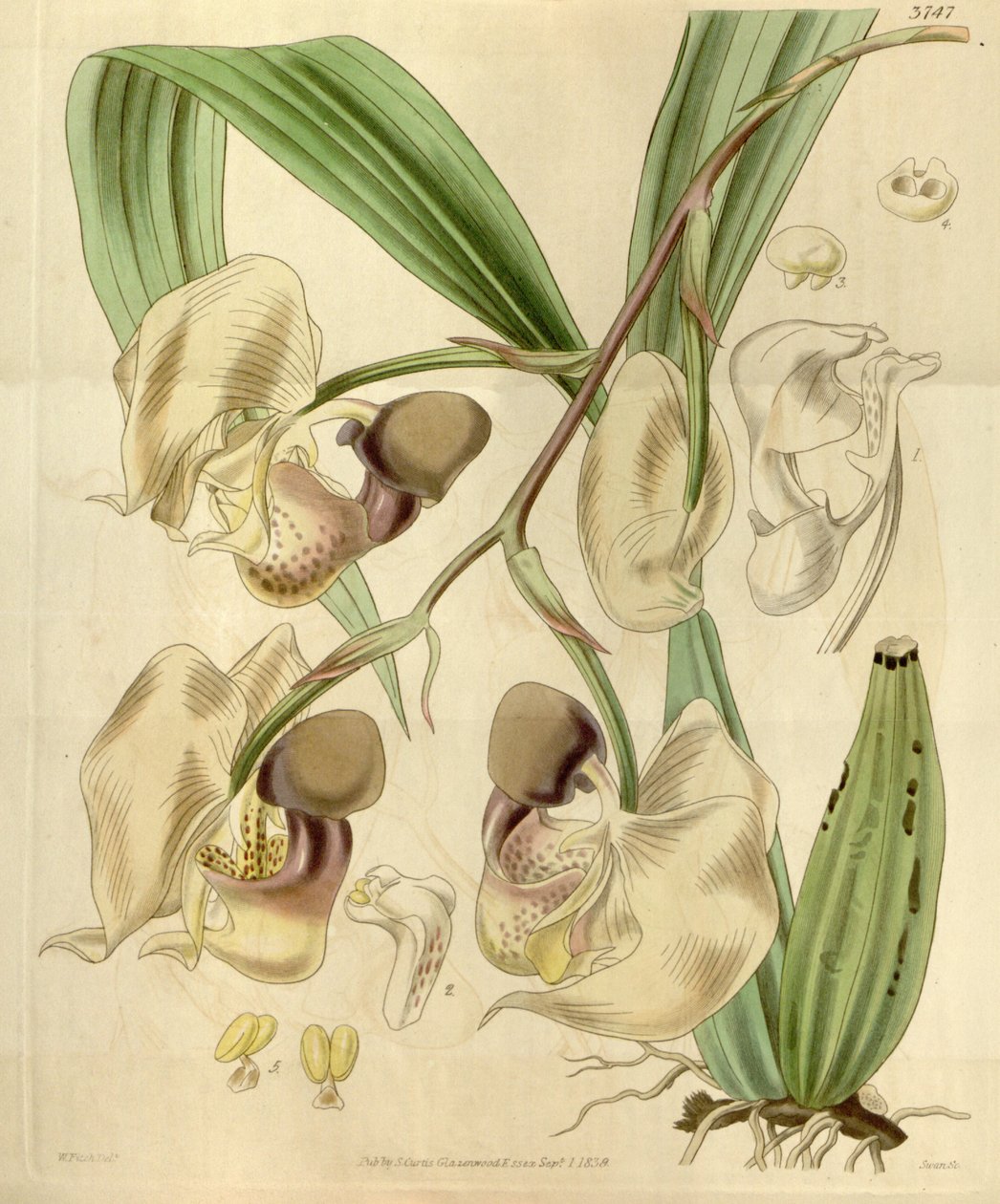 Coryanthes maculata tekijältä Walter Hood Fitch