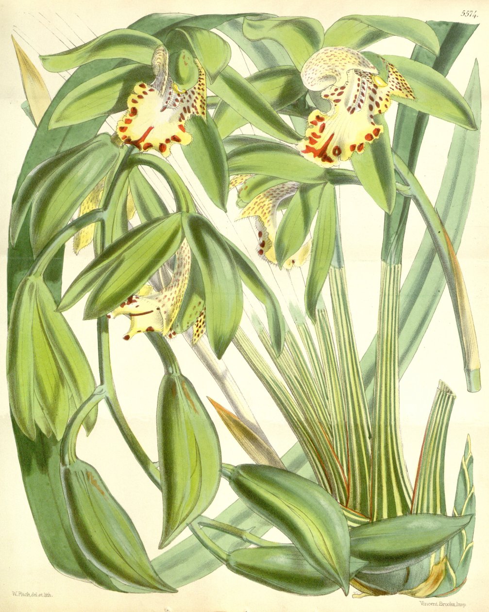 Cymbidium hookerianum tekijältä Walter Hood Fitch